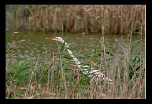 大白鹭体形高大优雅，比常见的小白鹭好看多了