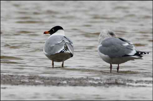 田园将芜胡不归 短尾鸦雀