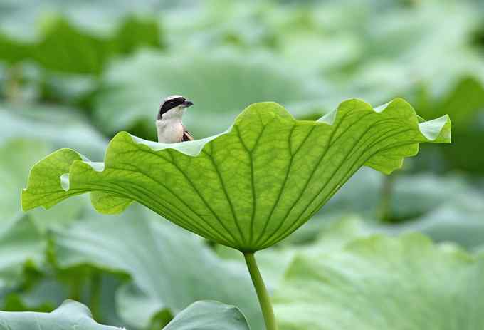 一个小妖怪 雪白的妖怪
