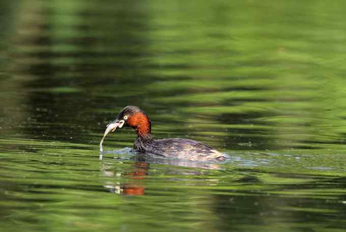 小鸊鷉一家的幸福生活