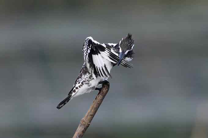 摄影师大山雀痛快拍斑鱼狗