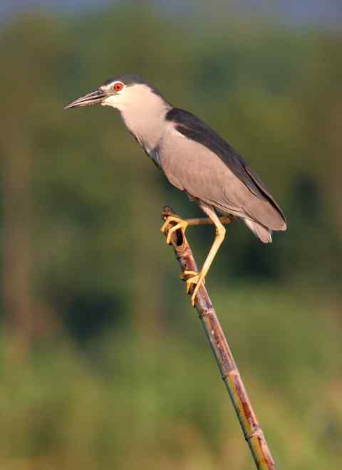 红眼睛夜鹭：我没喝多！