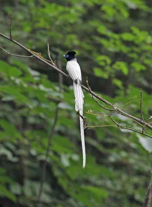 白寿带——董寨拍鸟系列之一