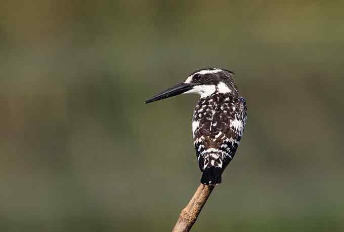 摄影师大山雀痛快拍斑鱼狗