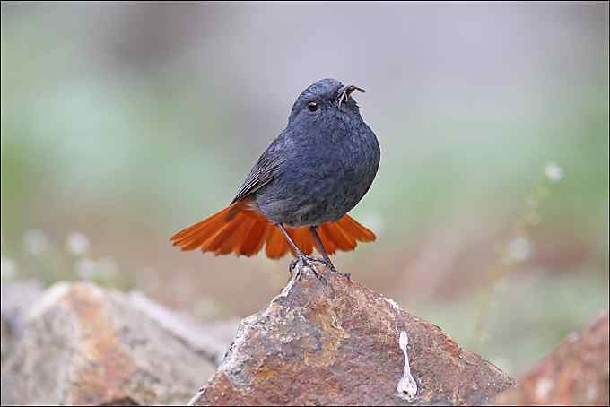 半年小结 抓虫喂养宝宝的红尾水鸲