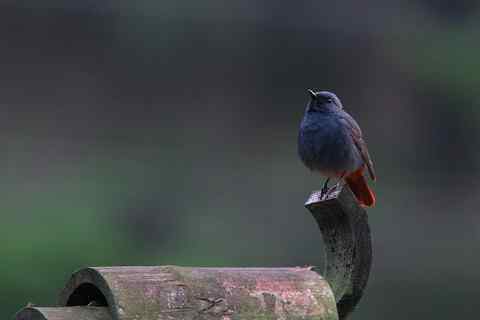 钱江源头 红尾水鸲