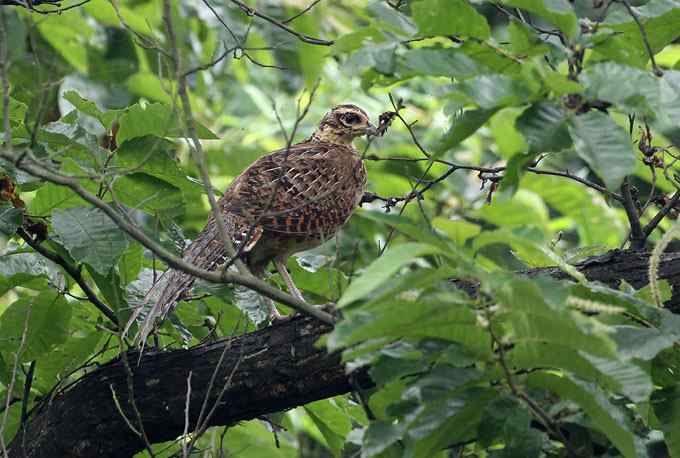 白冠长尾雉及其他——董寨拍鸟系列之三