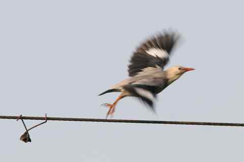 丝光椋鸟 谈恋爱