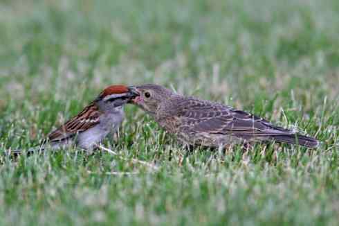 在美国拍了20多种鸟