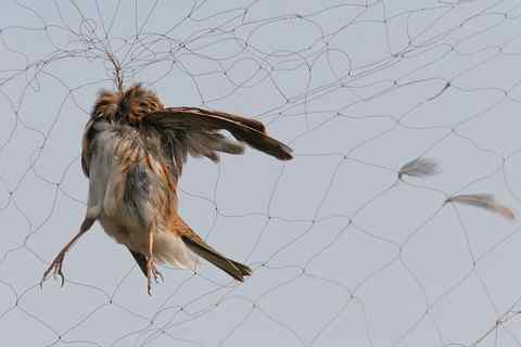 鸟网 我实在不忍心