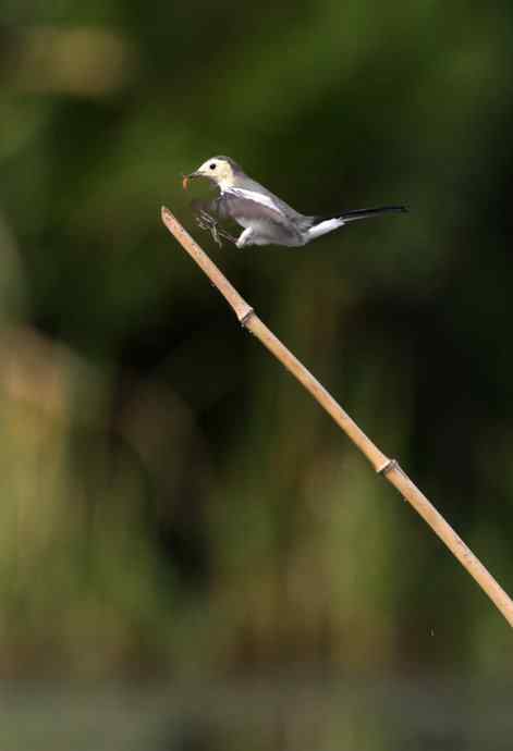 菜鸟，全是菜鸟