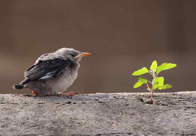 白冠长尾雉及其他——董寨拍鸟系列之三