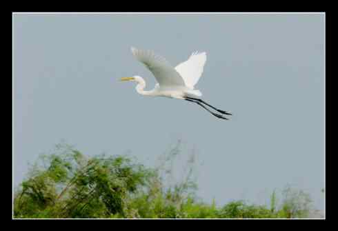 大白鹭体形高大优雅，比常见的小白鹭好看多了