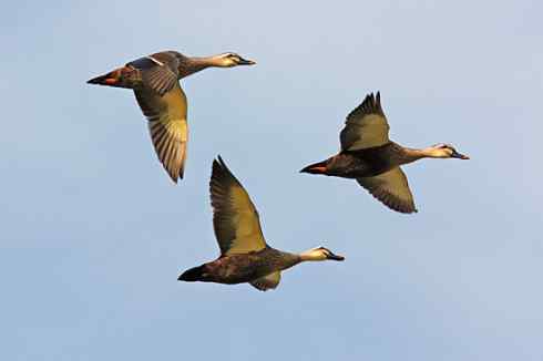 我心飞翔 多张鸟图