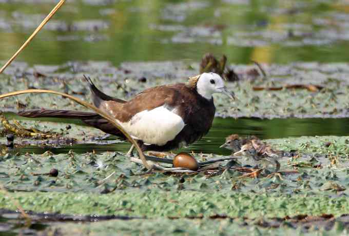 水雉 水凤凰的故事
