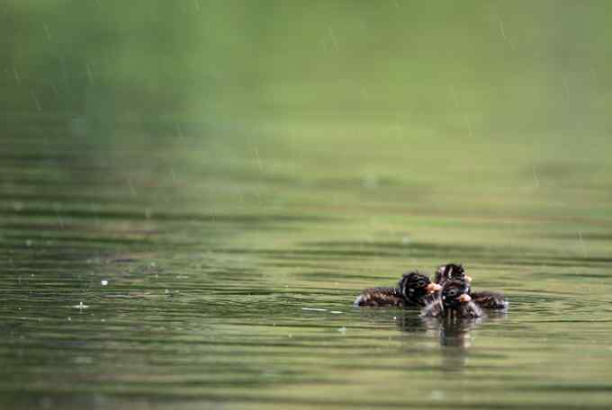 小鸊鷉一家的幸福生活