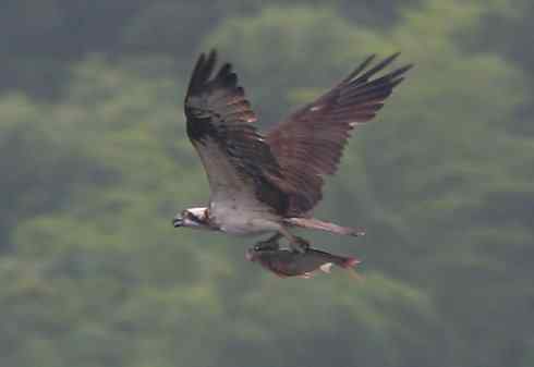 鹗的美餐与“不倒翁”