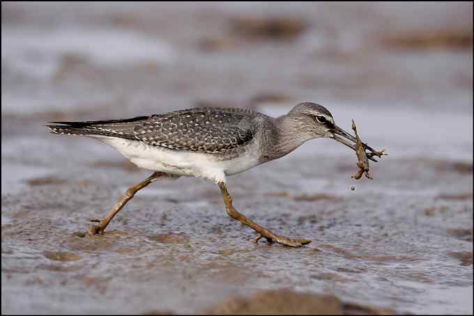 灰尾飘鹬吃螃蟹