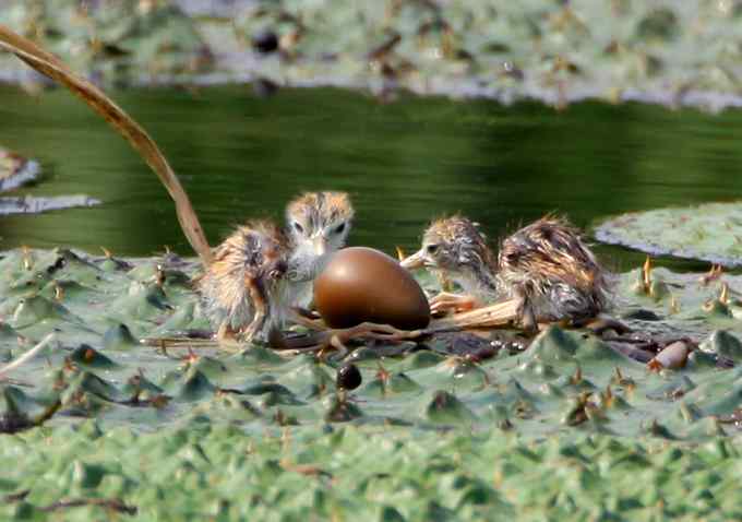 水雉 水凤凰的故事