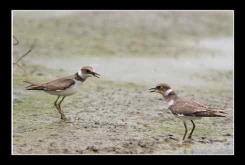 斗鸻？斗狠！金眶鸻