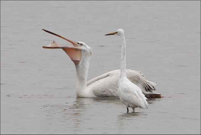 我与鹈鹕有个约会