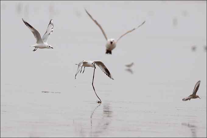 吃沙蚕的黑嘴鸥：我扯我扯，我扯扯扯！