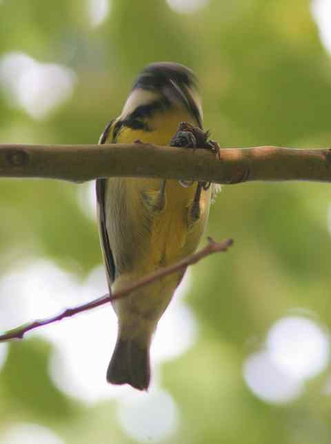 新鸟种：黄腹山雀