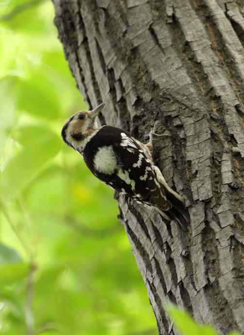 白冠长尾雉及其他——董寨拍鸟系列之三