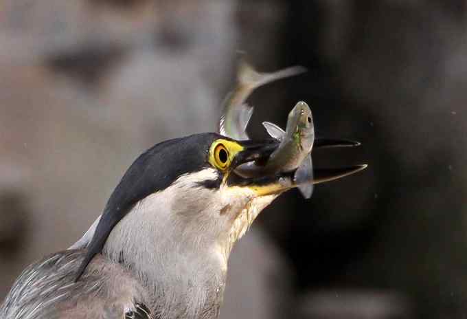 绿鹭,专心致志的渔夫 绿鹭,专心致志的渔夫