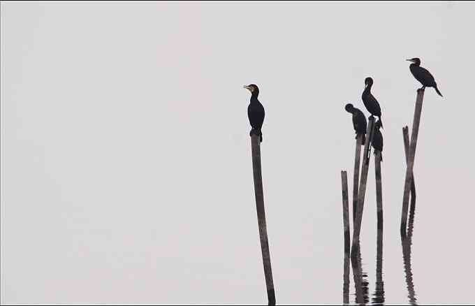 鸬鹚，善于潜水捕鱼