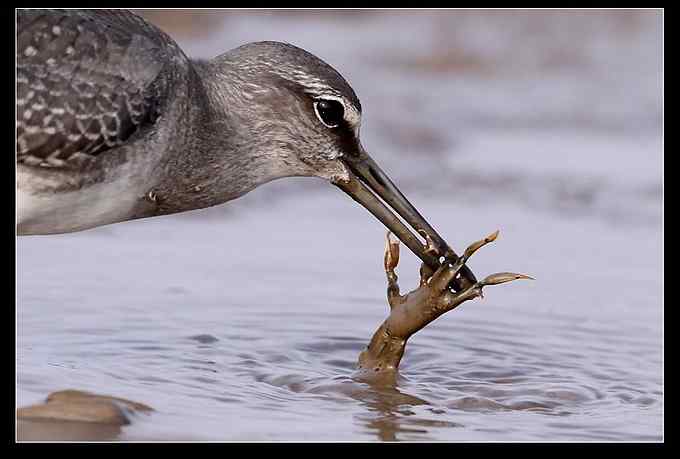 灰尾飘鹬吃螃蟹