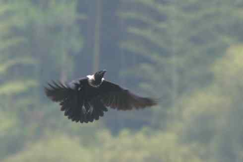 拍鸟 白颈鸦