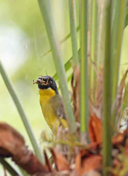 靛冠噪鹛——婺源拍鸟系列之二