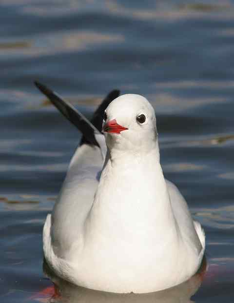 情人节快乐 红嘴鸥献香吻