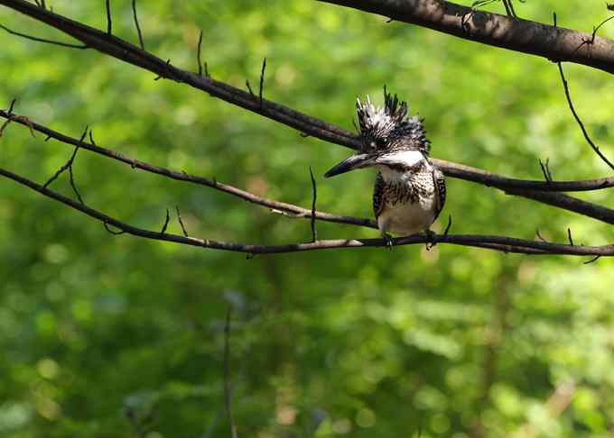 鱼狗与蜂虎——董寨拍鸟系列之二