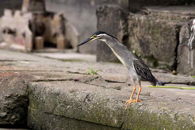 绿鹭,专心致志的渔夫 绿鹭,专心致志的渔夫
