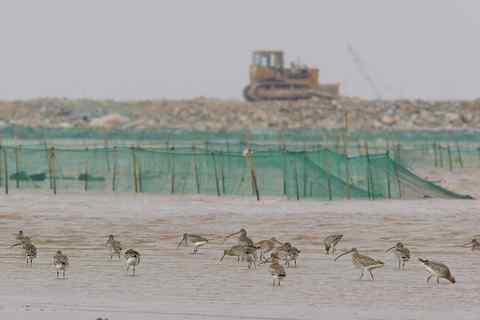 海塘成工地，大群的白腰杓鹬