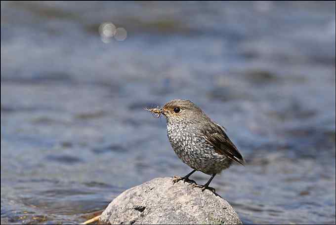 红头长尾山雀叼着一只蜘蛛！