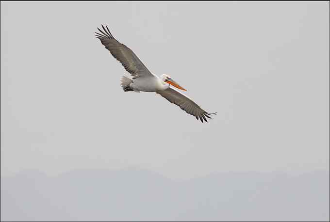 我心足矣 珍稀的鹈鹕