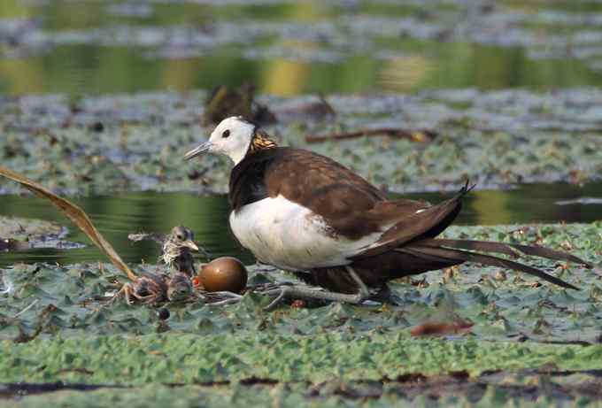 水雉 水凤凰的故事
