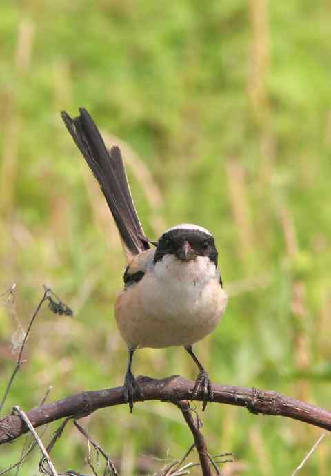 尽责的棕背伯劳夫妇