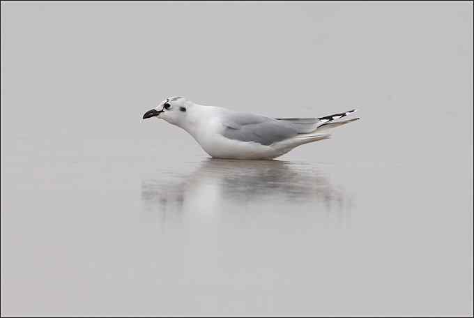 吃沙蚕的黑嘴鸥：我扯我扯，我扯扯扯！