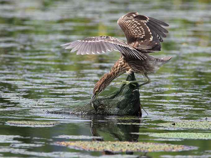 菜鸟，全是菜鸟
