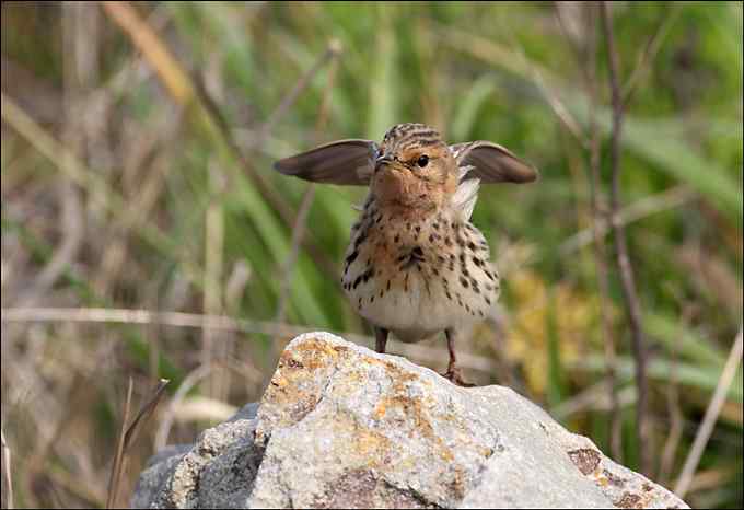 迁徙的季节又来了 红喉鹨