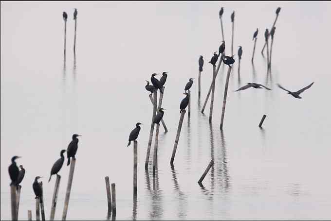 鸬鹚，善于潜水捕鱼