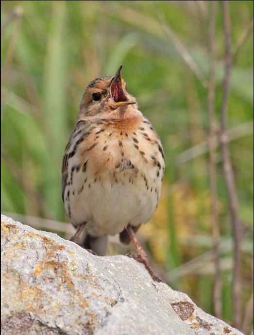 迁徙的季节又来了 红喉鹨