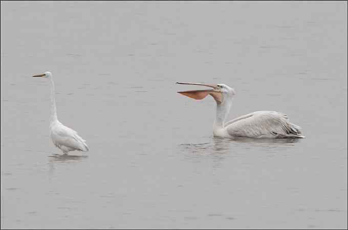 我与鹈鹕有个约会