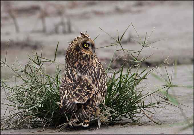 短耳鸮（short earedowl）