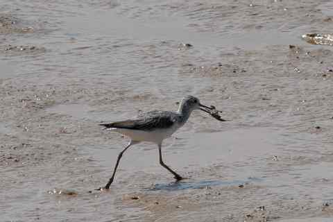 白骨顶和讨狗嫌的lc