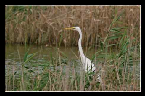 大白鹭体形高大优雅，比常见的小白鹭好看多了